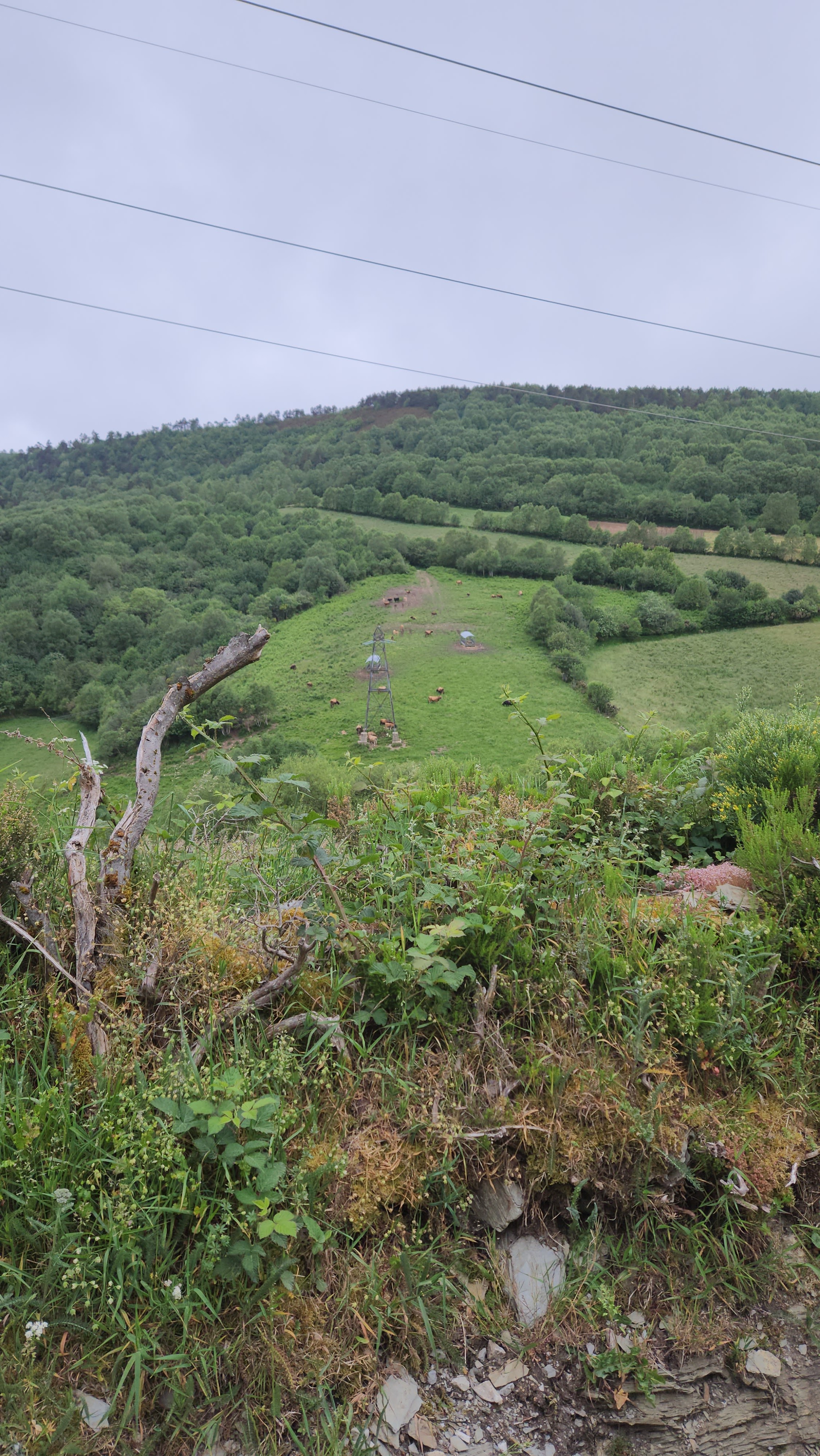 The Camino always provides.